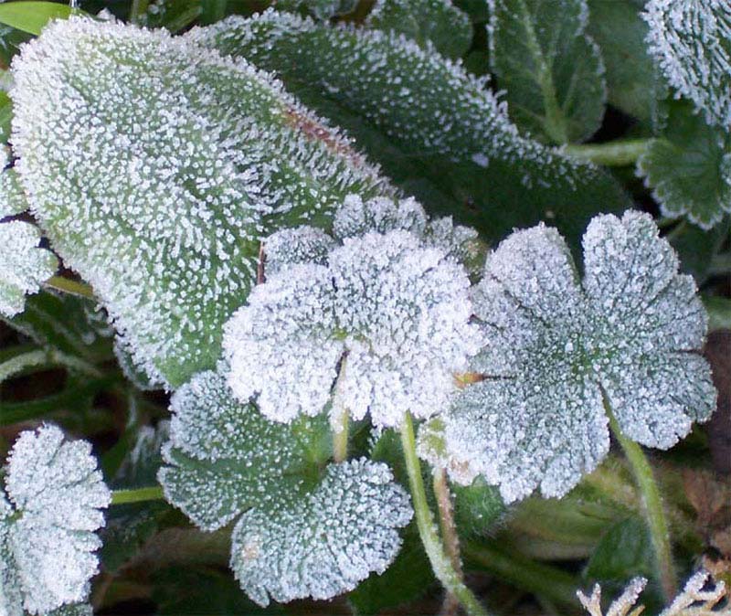 HIDROMETEORO Escarcha